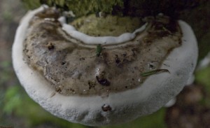 Reconnaitre les champignons